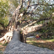 Largest Banyan Tree 05